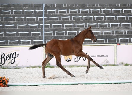Trakehner, Hengst, Fohlen (06/2026), Brauner