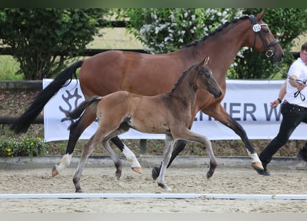 Trakehner, Hengst, Fohlen (04/2026), Brauner