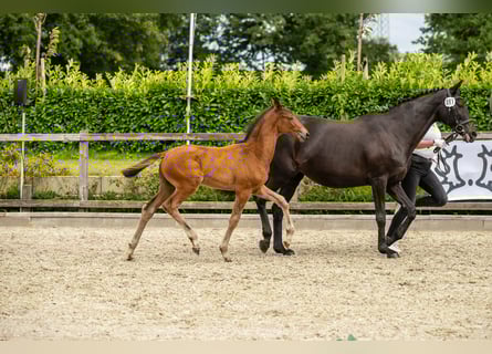 Trakehner, Hengst, Fohlen (06/2025), Brauner