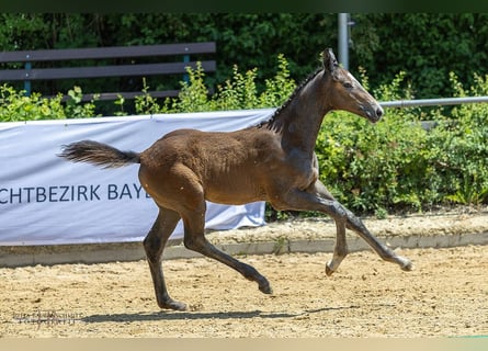 Trakehner, Hengst, Fohlen (03/2025), Brauner