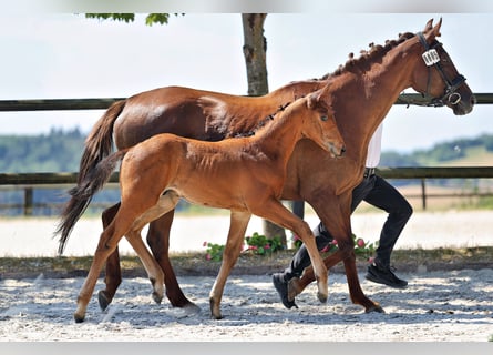Trakehner, Hengst, Fohlen (05/2026), Brauner