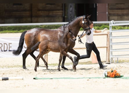Trakehner, Hengst, Fohlen (01/2025)