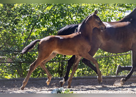 Trakehner, Hengst, Fohlen (05/2026)