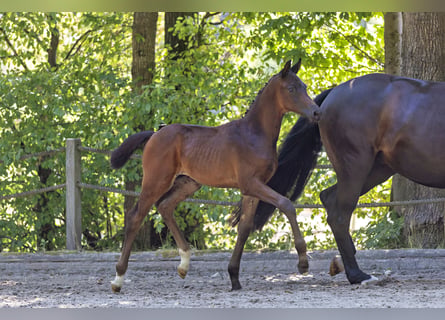 Trakehner, Hengst, Fohlen (05/2026), Dunkelbrauner