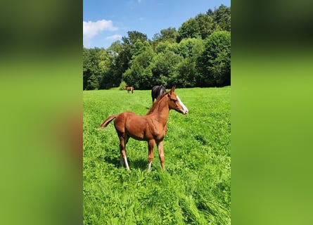 Trakehner, Hengst, Fohlen (05/2024), Fuchs