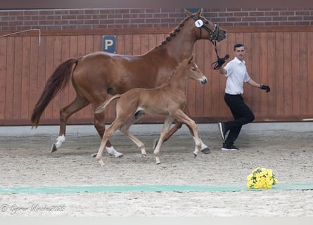 Trakehner, Hengst, , Fuchs
