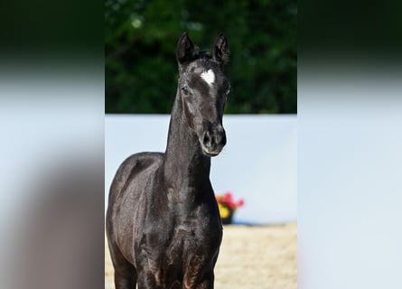 Trakehner, Hengst, Fohlen (03/2026), Kann Schimmel werden