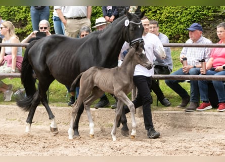 Trakehner, Hengst, Fohlen (05/2023), Rappe