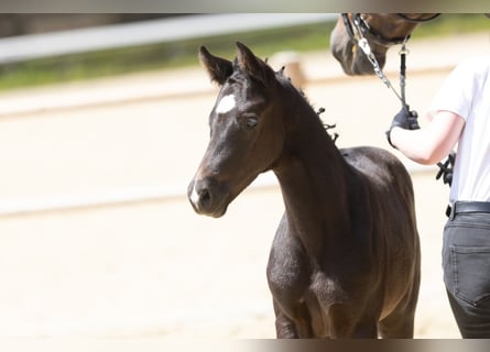Trakehner, Hengst, Fohlen (05/2025), Rappe