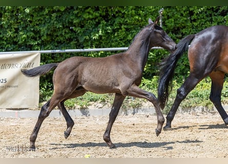 Trakehner, Hengst, Fohlen (03/2025), Rappe