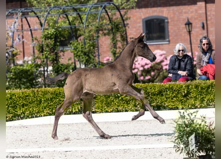 Trakehner, Hengst, Fohlen (04/2023), Rappe
