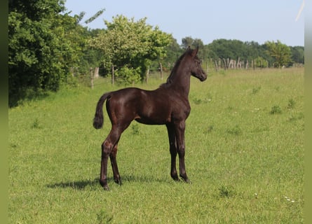 Trakehner, Hengst, , Rappe