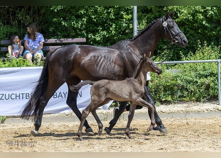 Trakehner, Hengst, Fohlen (05/2025), Rappe