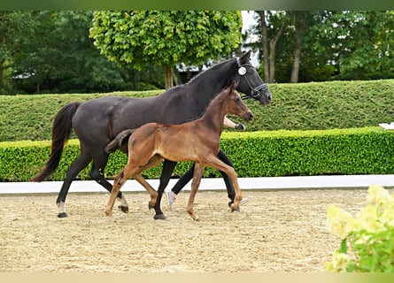 Trakehner, Hengst, Fohlen (05/2026), Rappe