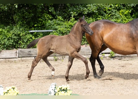 Trakehner, Hengst, Fohlen (04/2025), Schwarzbrauner