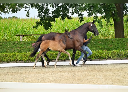 Trakehner, Hengst, Fohlen (05/2026), Schwarzbrauner