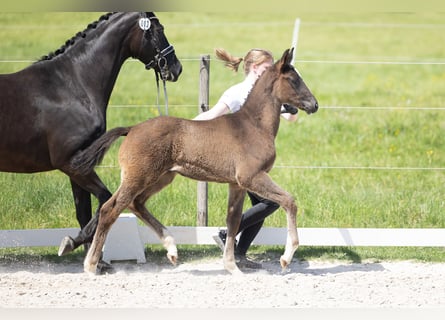 Trakehner, Hengst, Fohlen (03/2026), Schwarzbrauner