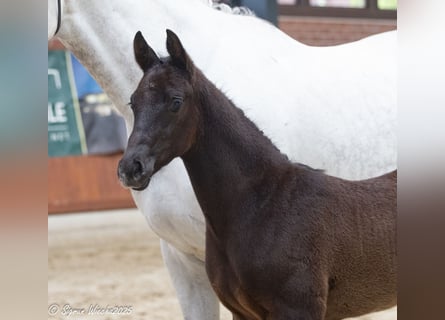 Trakehner, Hengst, , Schwarzbrauner