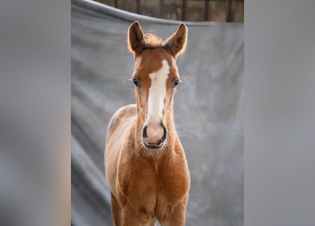 Trakehner, Hengst, Fohlen (01/2026)