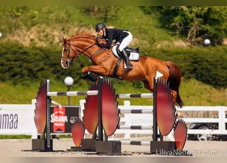 Trakehner, Hengst, 22 Jahre, 168 cm, Fuchs