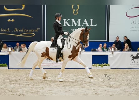 Trakehner, Hengst, 13 Jaar, 167 cm, Gevlekt-paard