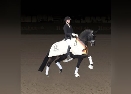 Trakehner, Hengst, 7 Jahre, 170 cm, Rappe