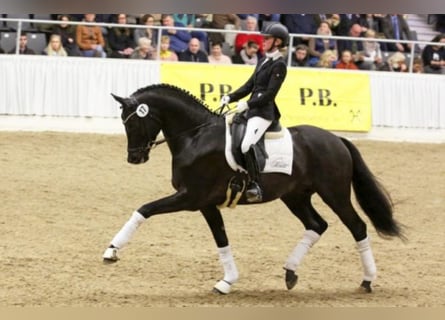 Trakehner, Hengst, 13 Jahre, 170 cm, Rappe