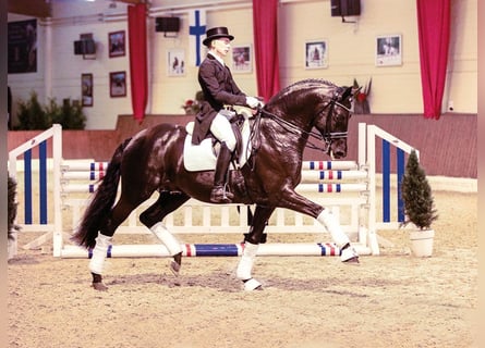 Trakehner, Hengst, 16 Jahre, 171 cm, Rappe