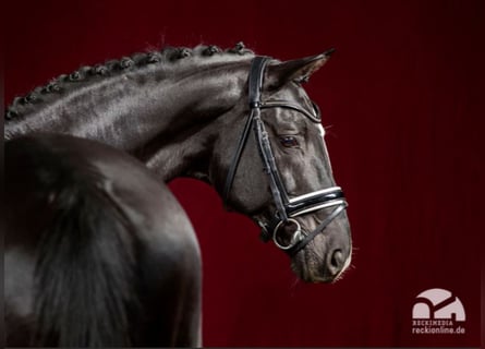 Trakehner, Hengst, 22 Jahre, 169 cm, Rappe