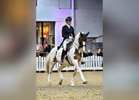Trakehner, Hengst, 15 Jahre, 167 cm, Schecke