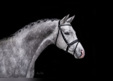 Trakehner, Hengst, 6 Jaar, 165 cm, Schimmel
