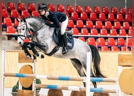 Trakehner, Hengst, 4 Jaar, 170 cm, Schimmel