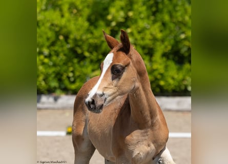 Trakehner, Hengst, veulen (03/2023), 167 cm, Donkere-vos