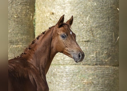 Trakehner, Hengst, Veulen (05/2025), 167 cm, Vos