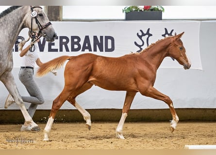 Trakehner, Hengst, veulen (01/2024), 168 cm, Vos