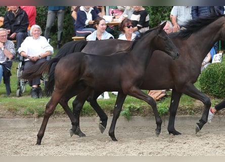 Trakehner, Hengst, veulen (04/2023), 168 cm, Zwart