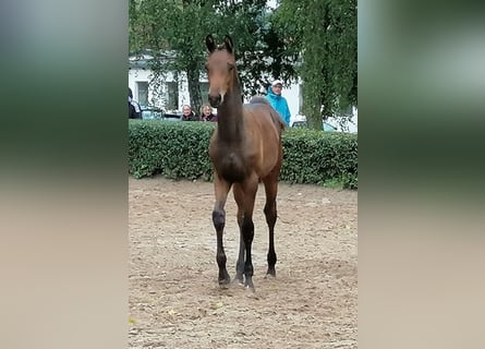 Trakehner, Hengst, Veulen (03/2025), 169 cm, Donkerbruin
