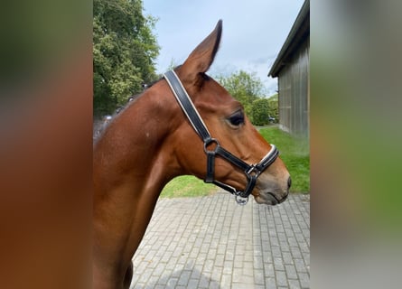 Trakehner, Hengst, veulen (04/2024), 170 cm, Donkerbruin