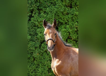 Trakehner, Hengst, Veulen (05/2025), 170 cm, Schimmel