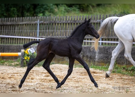 Trakehner, Hengst, veulen (06/2023), 172 cm, kan schimmel zijn