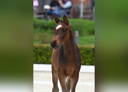 Trakehner, Hengst, veulen (03/2024), Brauner