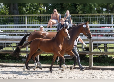 Trakehner, Hengst, veulen (04/2023), Brauner