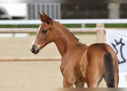 Trakehner, Hengst, Veulen (05/2026), Bruin
