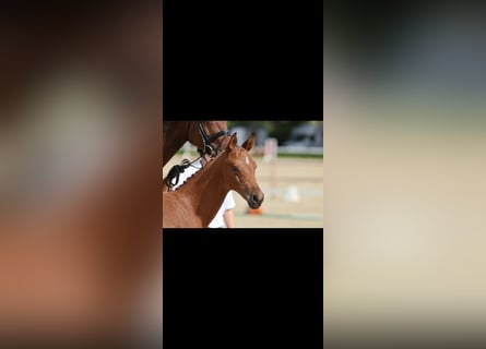 Trakehner, Hengst, Veulen (04/2026), Bruin