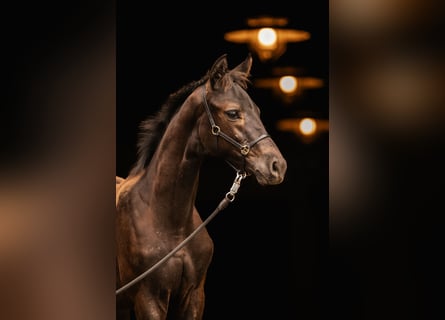 Trakehner, Hengst, veulen (05/2024), Donkerbruin