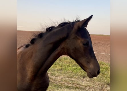 Trakehner, Hengst, veulen (05/2024), Zwart