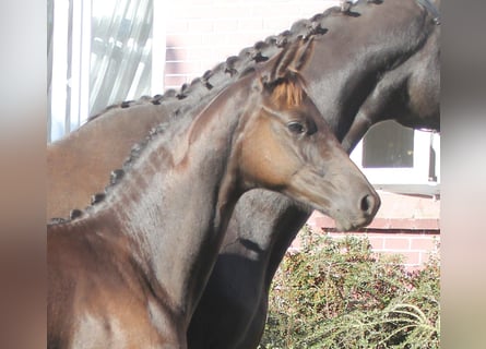 Trakehner, Hengst, veulen (04/2023), Zwart
