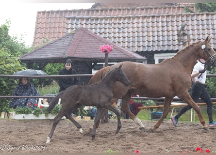 Trakehner, Hengst, Veulen (03/2025), Zwartbruin