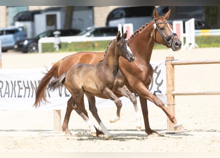 Trakehner, Hengst, Veulen (04/2025), Zwartbruin