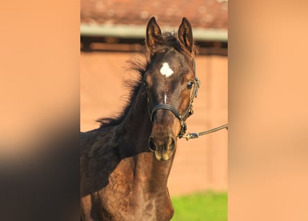 Trakehner, Hengst, veulen (01/2024), Zwartbruin